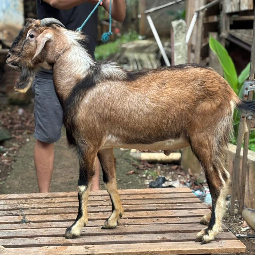 Kambing Jawa